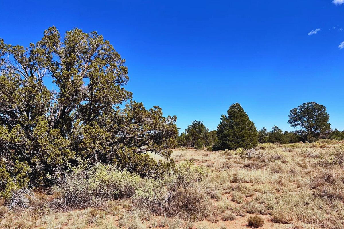 Next to Public Land w/ Trees - 3411 E VALLE RD WILLIAMS, AZ 86046