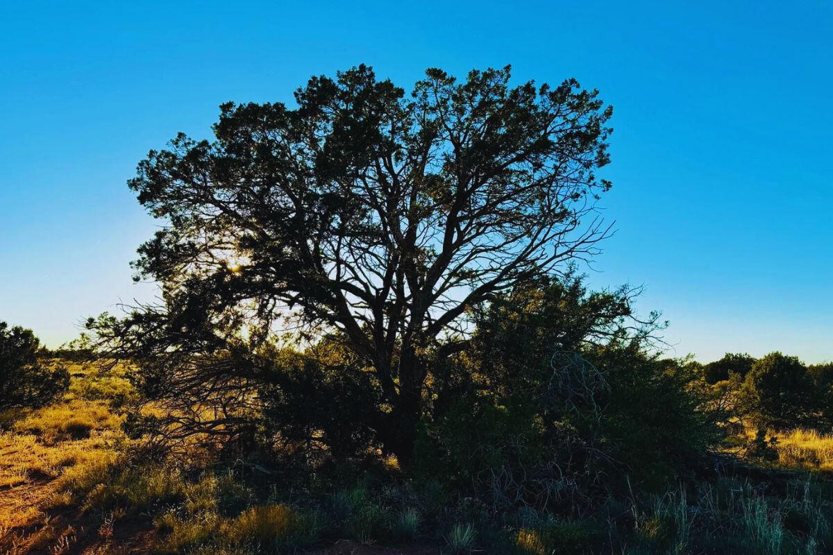 Next to Public Land w/ Trees - 3411 E VALLE RD WILLIAMS, AZ 86046