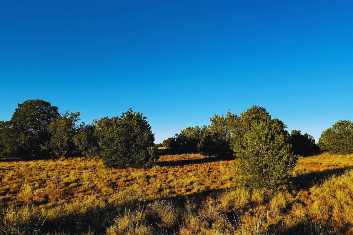 Next to Public Land w/ Trees - 3411 E VALLE RD WILLIAMS, AZ 86046